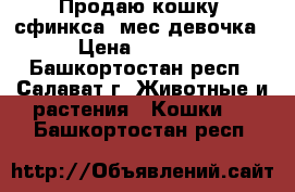 Продаю кошку  сфинкса 2мес девочка › Цена ­ 2 500 - Башкортостан респ., Салават г. Животные и растения » Кошки   . Башкортостан респ.